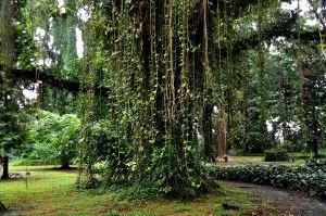 Two Дней Botanical Garden, coffee and Trekking