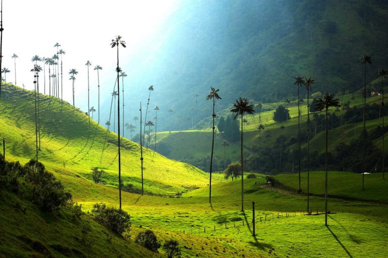Full-Giorno Private Coffee Tour in Cocora Valley and Salento
