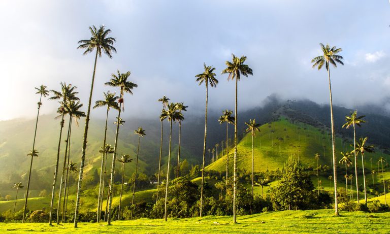Salento, Cocora and Filandia Private Tour from Pereira or Armenia