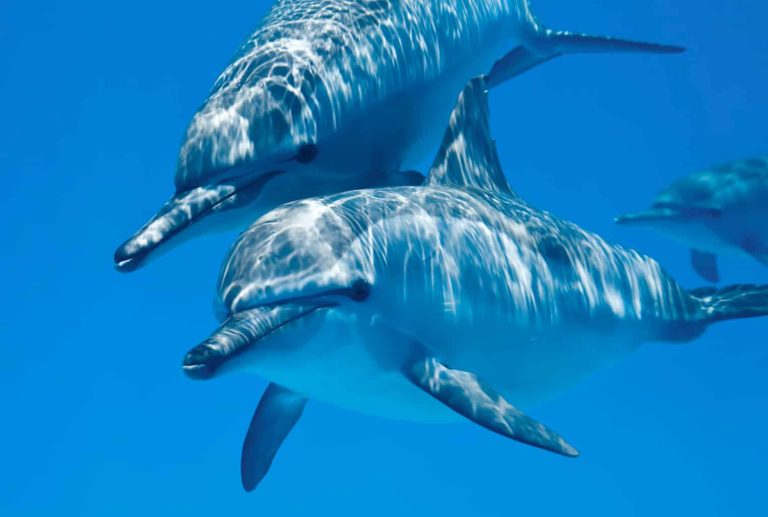 Vacaciones de 10 Días en el Mar Rojo: Hurgada y el Nilo