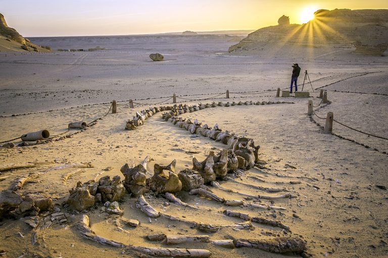 Однодневный тур to El Fayoum Из Каира