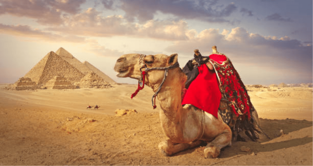Camel Ride around the Piramidi