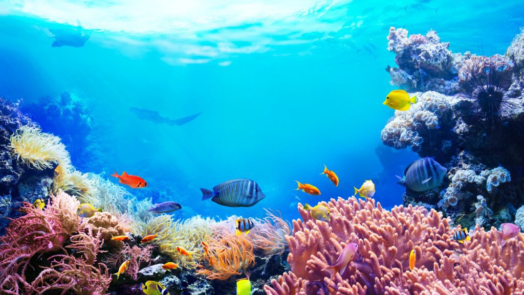Snorkeling by Boat to Ras Mohamed & White Island