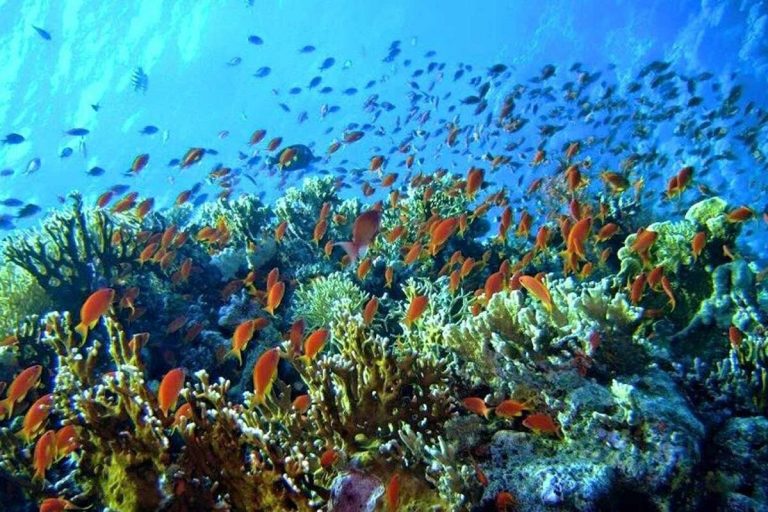 赫尔格达全天出海之旅：探访橘子湾海岛 (Orange Bay)（含丰富午餐）