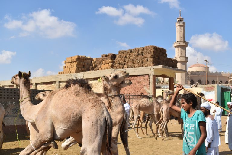 Tour to Camel Market of Birqash